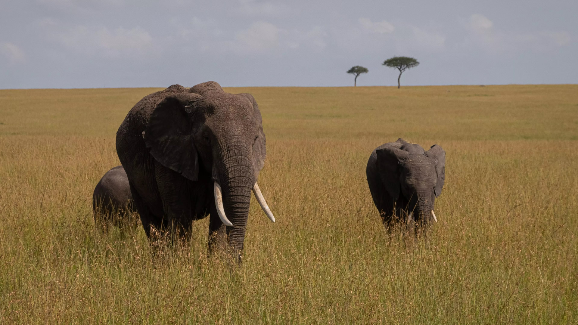 The Great Migration