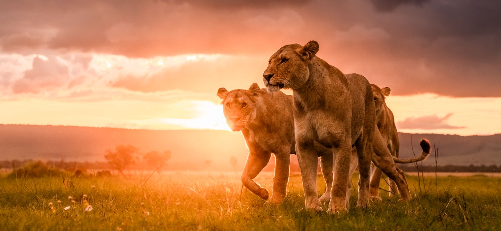 A lioness of the Marsh Pride at Musiara Marsh in the Maasai Mara, Kenya