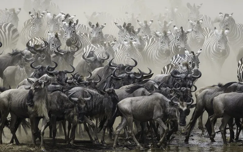 Wildebeest gathered on the plains during the Great Migration on a luxury Kenya and Tanzania safari