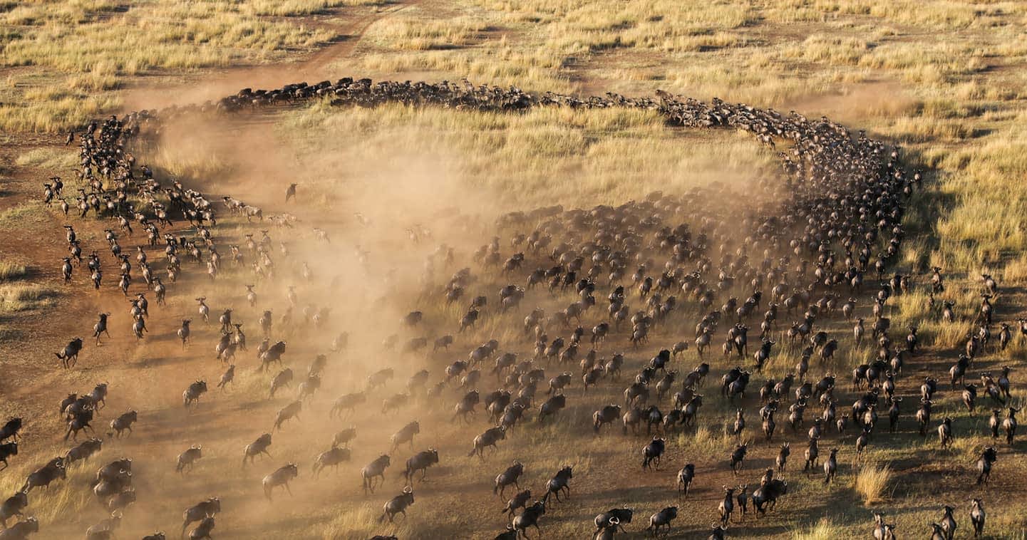 Wildebeest on the move during the Great Migration in the Masai Mara