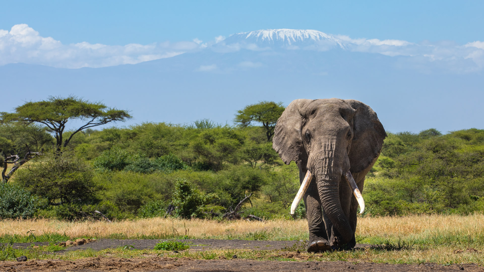 Elephants beneath Mount Kilimanjaro on a luxury Amboseli safari with Ongeri Expeditions