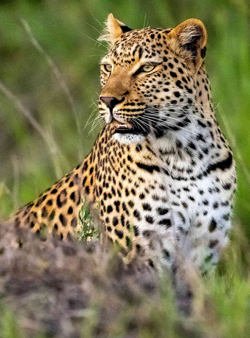 Luxury safaris in Kenya, the Maasai Mara, Amboseli and Laikipia