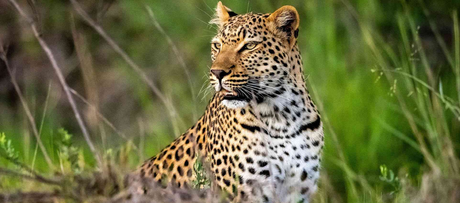 Luxury safari in the Maasai Mara, Kenya
