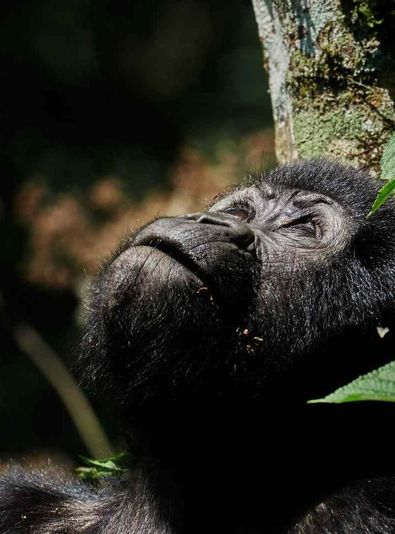 Mgahinga Gorilla National Park