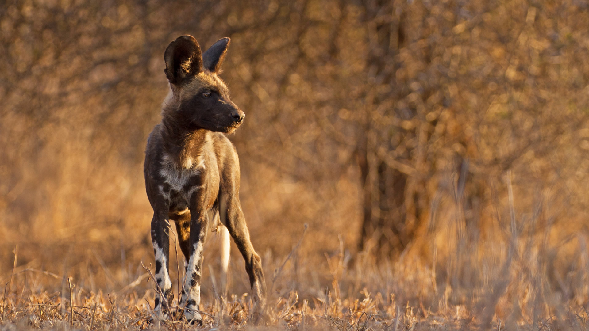 The Ol Pejeta Conservancy in Laikipia
