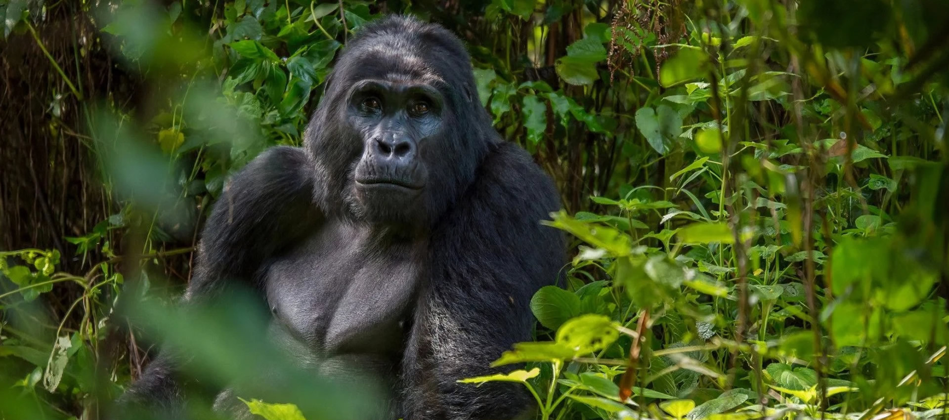 Gorilla trekking cost guide, a mountain gorilla in Bwindi, Uganda