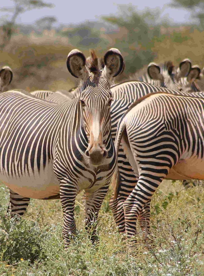 Samburu