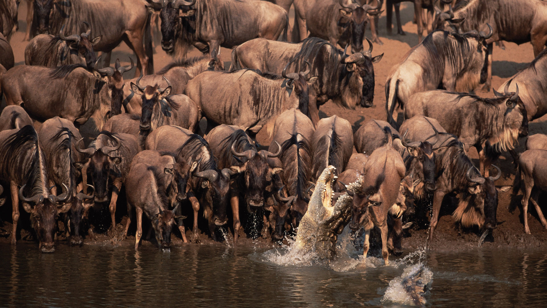 A 7 day luxury safari in the Serengeti, Tanzania