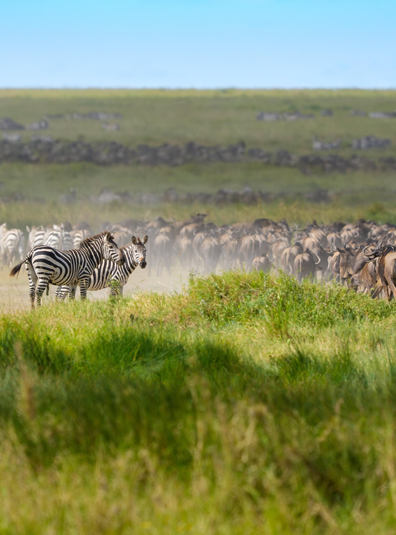 Luxury safaris in Tanzania, the Serengeti and the Ngorongoro Crater