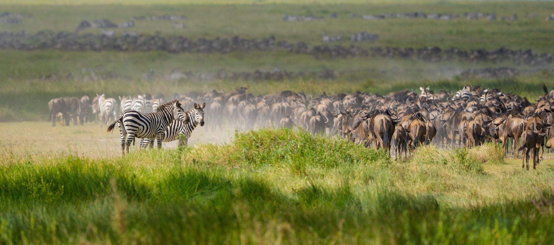 Luxury safari in the Serengeti, Tanzania