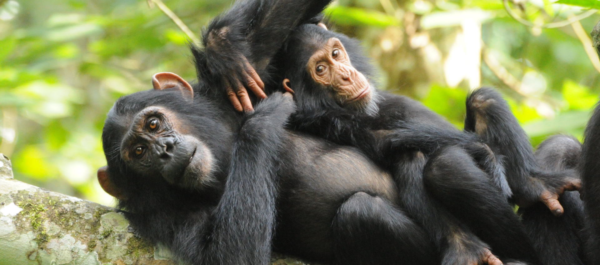 Gorilla trekking in Bwindi Impenetrable Forest, Uganda