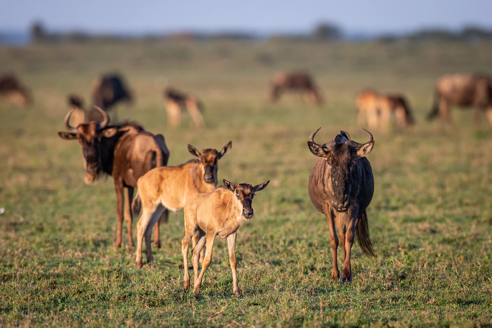 The Great Migration in the Southern Serengeti and Ndutu
