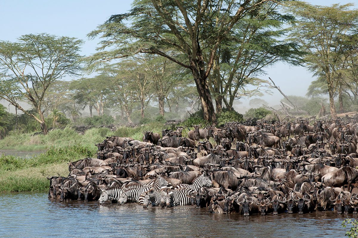 The Great Migration in the Western Corridor and Grumeti
