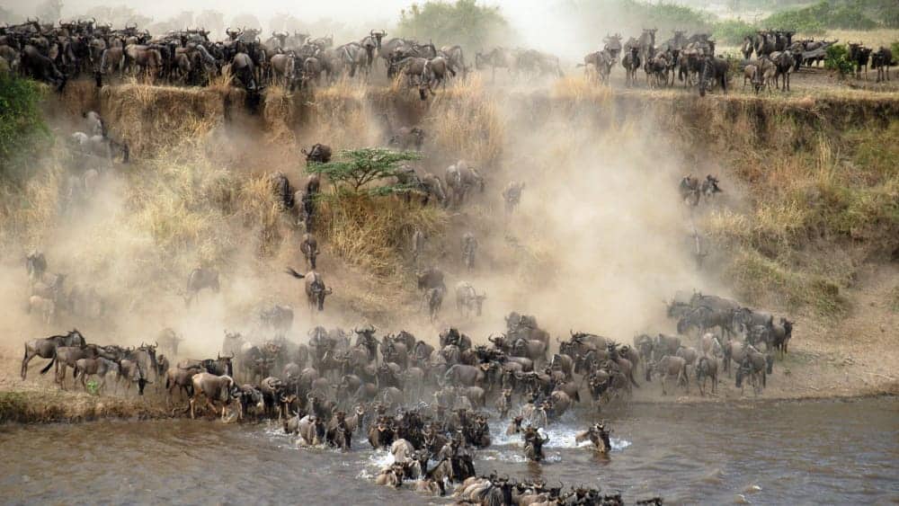 The Great Migration in the Northern Serengeti, Kogatende and Lamai
