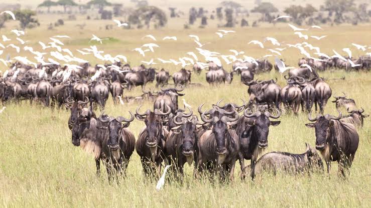 The Great Migration in the Central Serengeti and Seronera