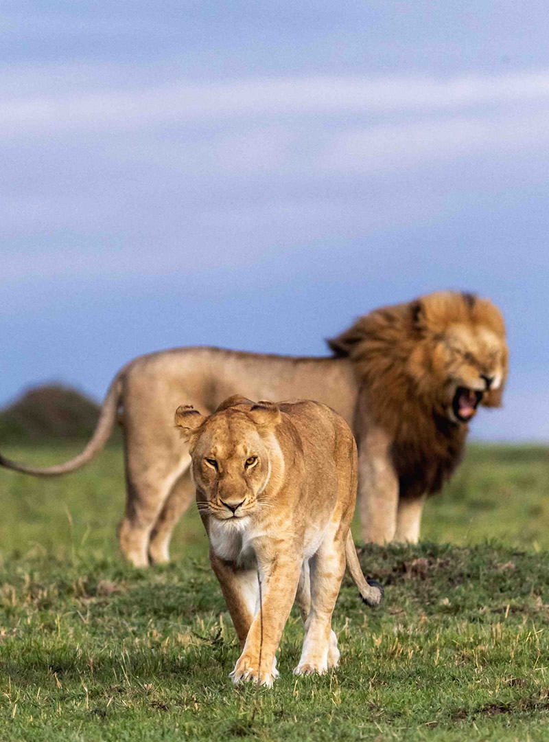 Icons of the Wild