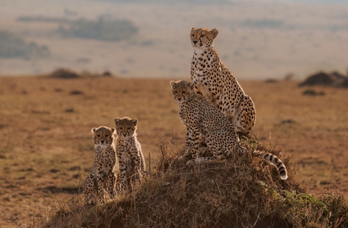 A cheetah on the open plains of the Maasai Mara, on an 8 day ultra luxury safari with Angama Mara and Mara Plains