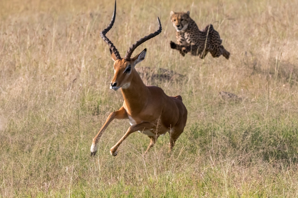 A lion in the Olare Motorogi Conservancy, on a 9 day ultra luxury Maasai Mara and Serengeti safari with Mara Plains and Singita Sasakwa