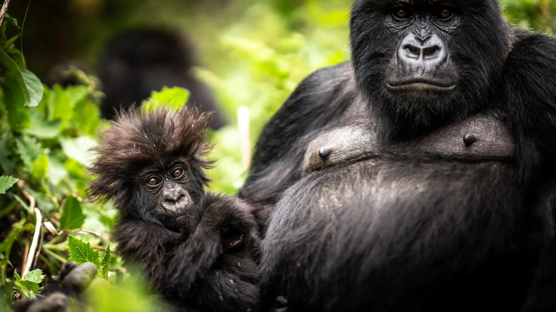 Rwanda & Uganda