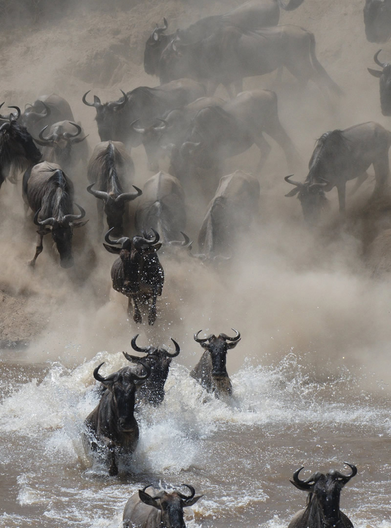 The Great Migration Safari