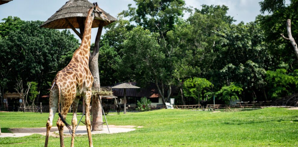 11-Night Luxury Bush, Beach & Nairobi Explorer