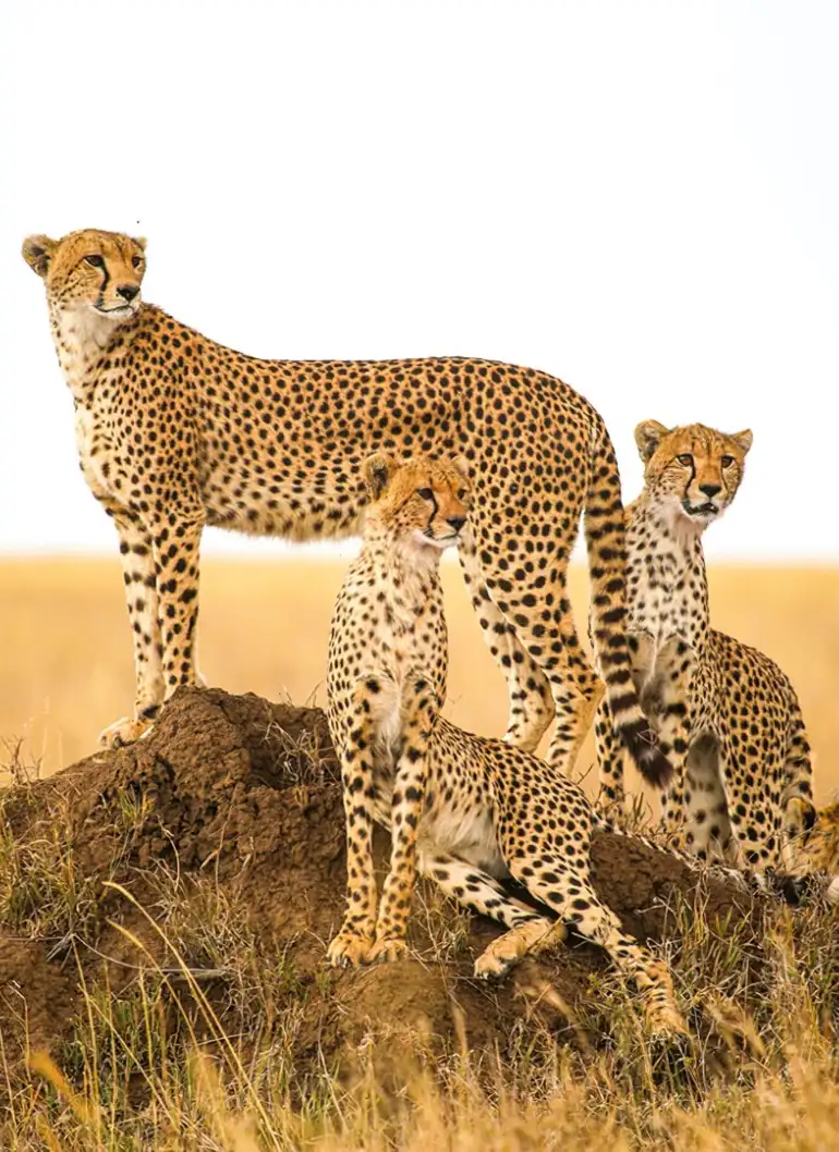 8-days-masai-mara-and-serengeti-fly-in-safari-3