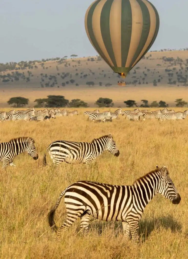 8-days-masai-mara-and-serengeti-fly-in-safari-5