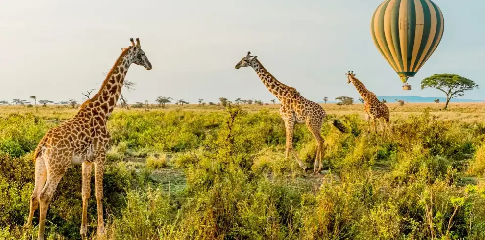 8-days-masai-mara-and-serengeti-fly-in-safari