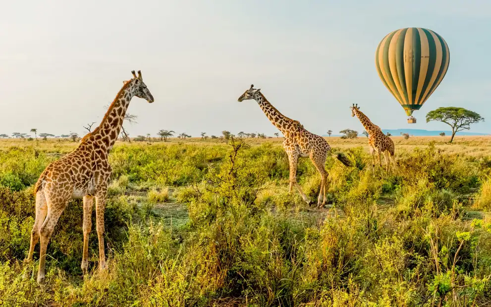 8-days-masai-mara-and-serengeti-fly-in-safari