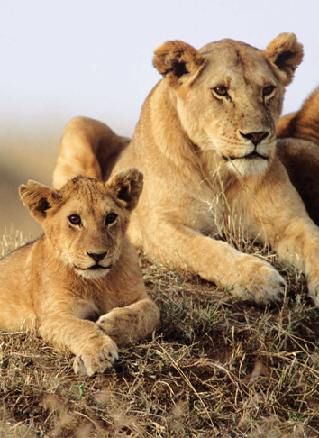 4-Days-Amboseli-Tsavo-luxury-safari-gallery1