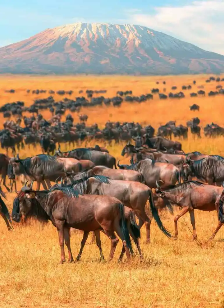 4-days-and-beyond-luxury-safari-4