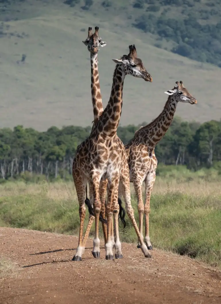 4-days-and-beyond-luxury-safari-5