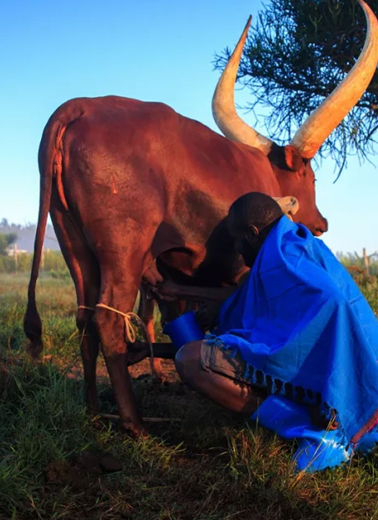 7-days-extraodinary-ankore-african-culture-tour5