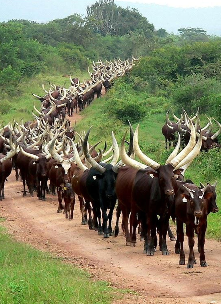 7-days-extraodinary-ankore-african-culture-tour6
