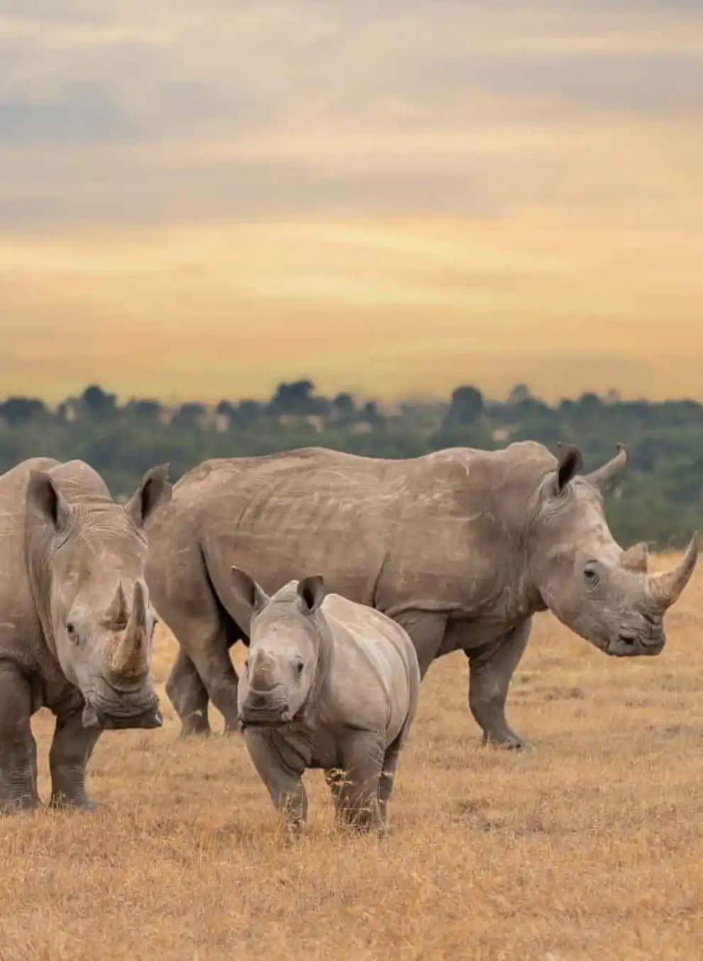 9-days-spirit-of-conservation-safari-2