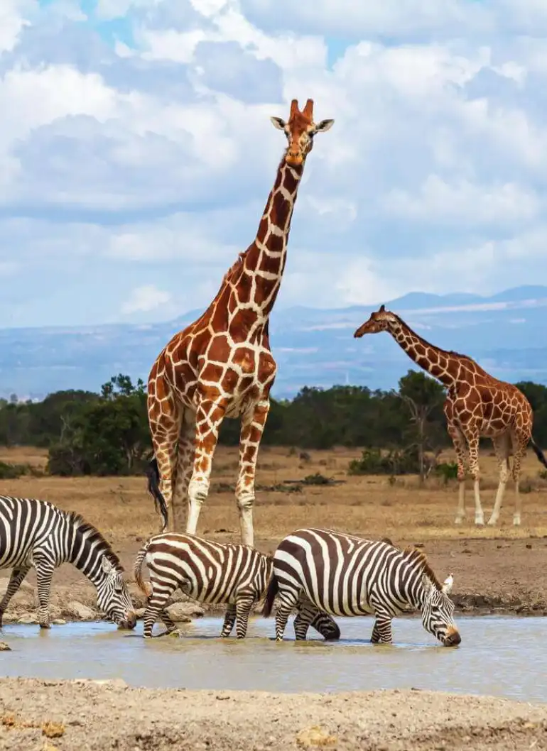 9-days-spirit-of-conservation-safari-4