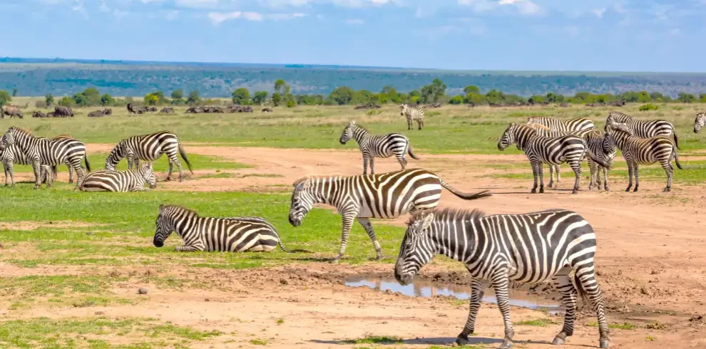 9 days spirit of conservation safari