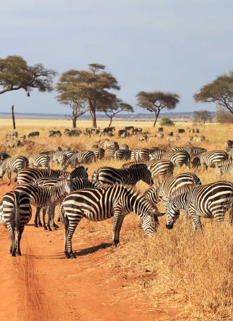 10-days-spirit-of-east-africa-safari-3