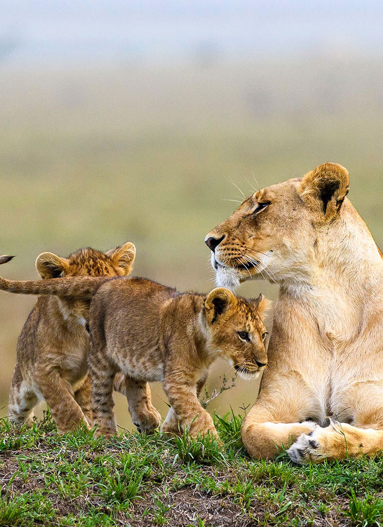 11-day-best-of-kenya-safaris4