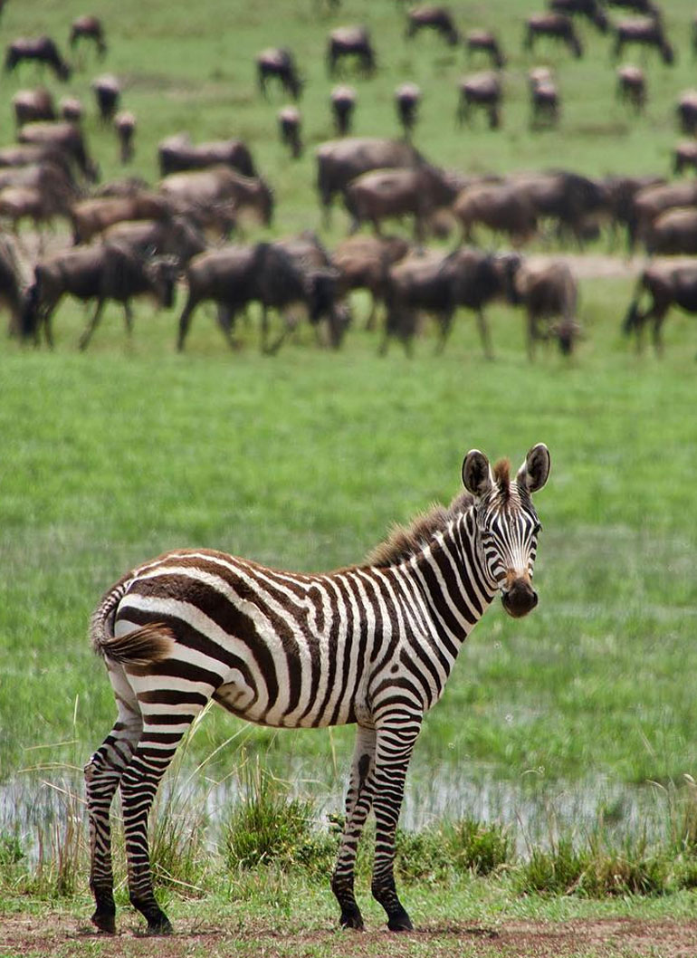 11-day-best-of-kenya-safaris5