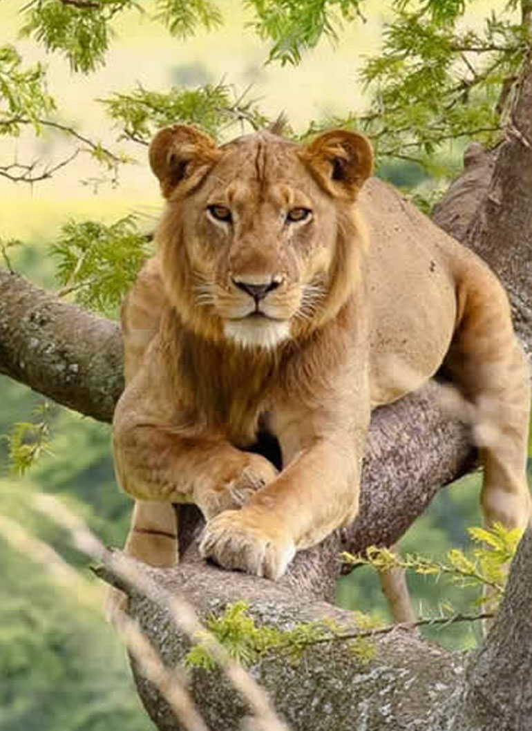 11-days-epic-rwanda-uganda-combined-adventure-safari6
