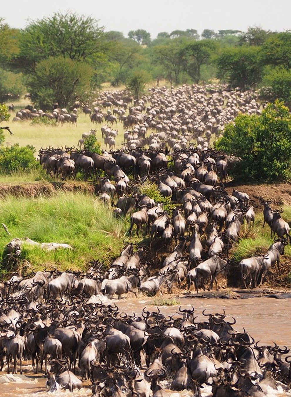 11-days-great-migration-safari2
