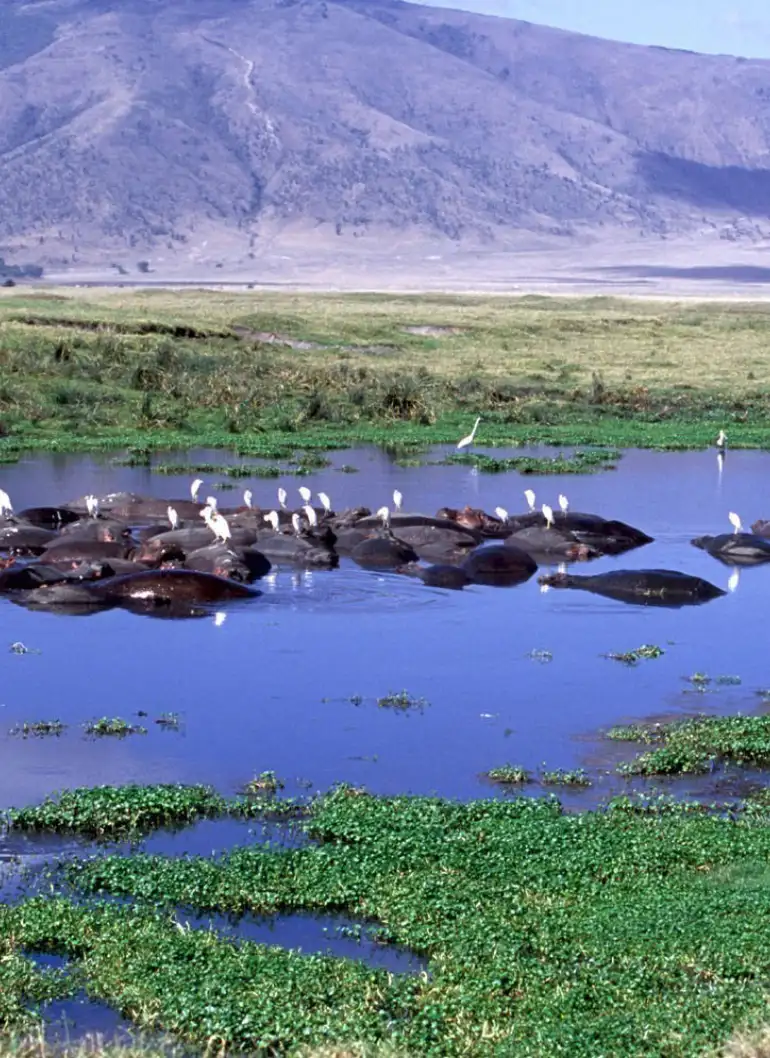 11-days-taste-of-kenya-and-tanzania-luxury-safari-4