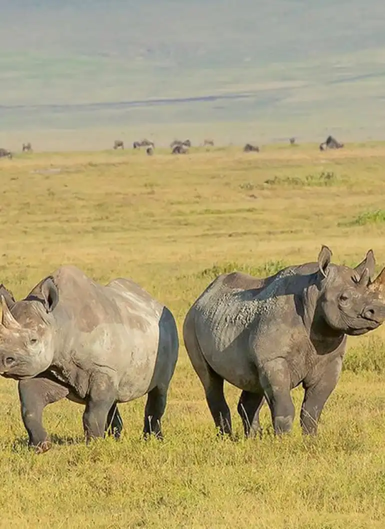 11-days-taste-of-kenya-and-tanzania-luxury-safari-5