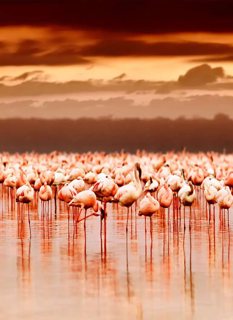 12-days-northern-and-southern-hemisphere-safari-3