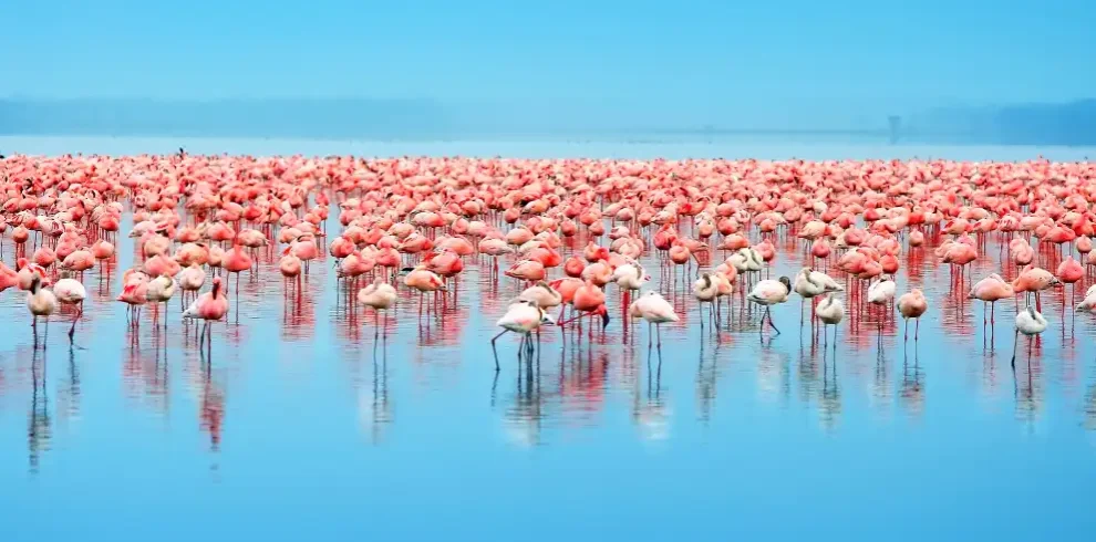 12 days northern and southern hemisphere safari