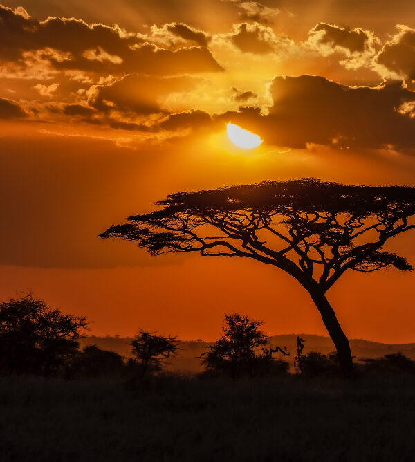 Sundowner Game Drive and Cocktails in the Wild