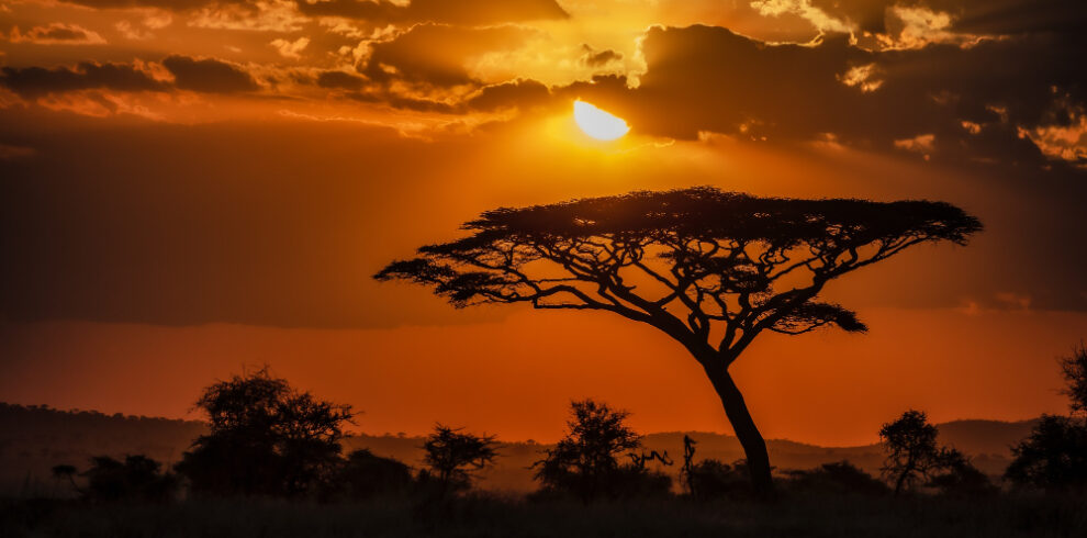 Sundowner Game Drive and Cocktails in the Wild