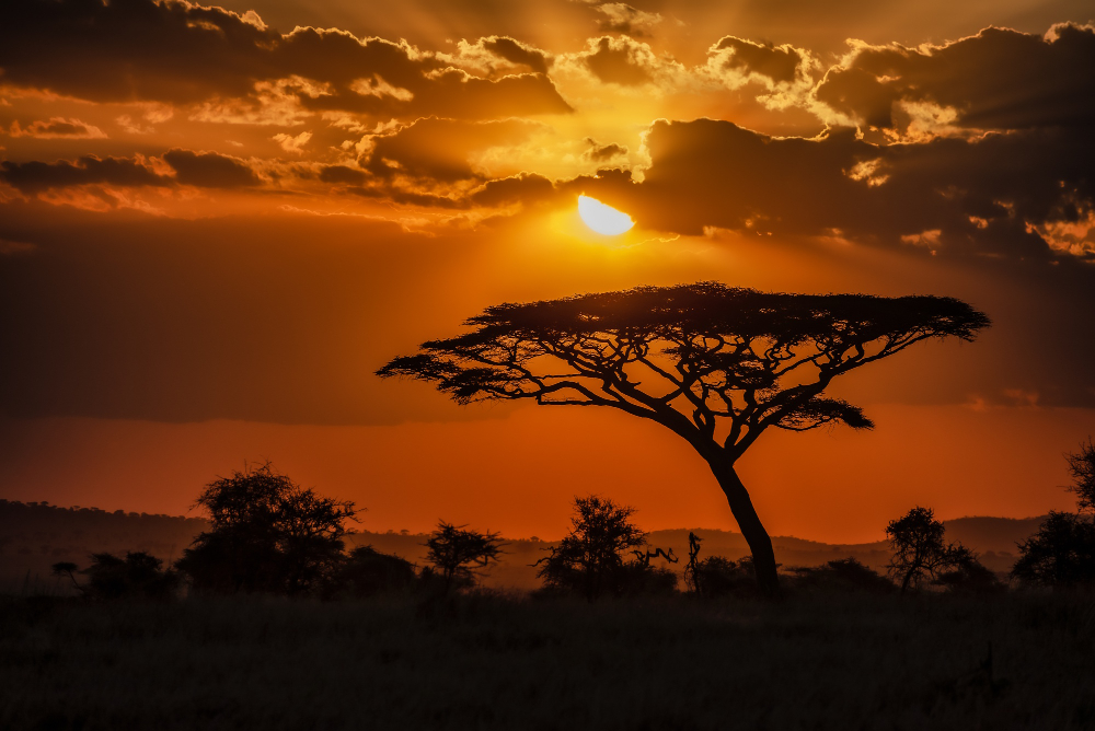 Sundowner Game Drive and Cocktails in the Wild