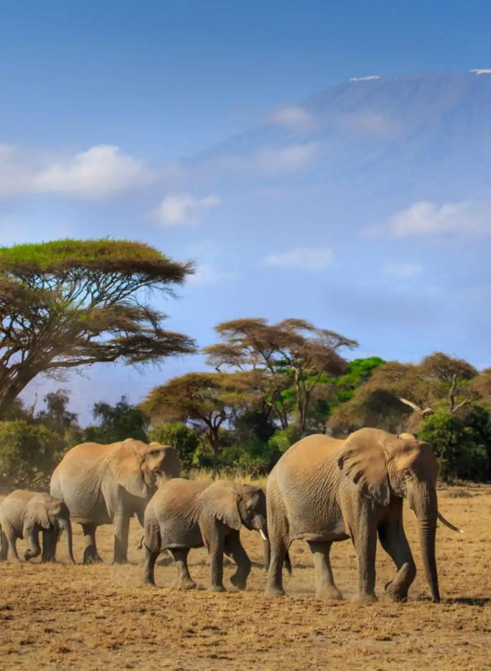 3-days-amboseli-fly-in-kenya-safari-7